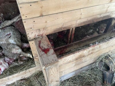 Stravičan prizor u štali: Čopor pasa rastrgao ovce