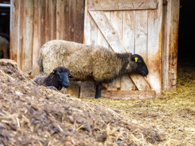Stravičan prizor u štali: Čopor pasa rastrgao ovce