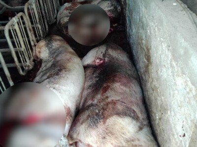 Stravične fotografije: Umjesto eutanazije, klali svinje Stravične fotografije: Umjesto eutanazije, klali svinje