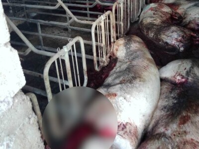 Stravične fotografije: Umjesto eutanazije, klali svinje Stravične fotografije: Umjesto eutanazije, klali svinje