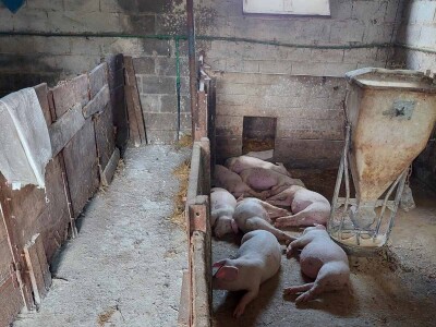 Stravične fotografije: Umjesto eutanazije, klali svinje Stravične fotografije: Umjesto eutanazije, klali svinje