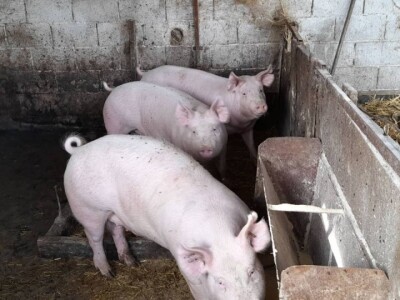 Stravične fotografije: Umjesto eutanazije, klali svinje Stravične fotografije: Umjesto eutanazije, klali svinje
