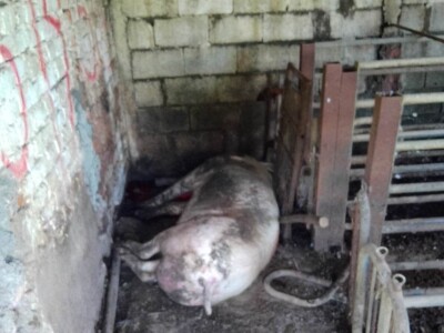 Stravične fotografije: Umjesto eutanazije, klali svinje Stravične fotografije: Umjesto eutanazije, klali svinje