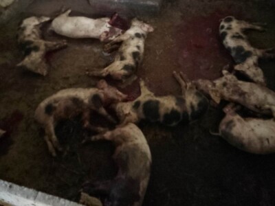 Stravične fotografije: Umjesto eutanazije, klali svinje Stravične fotografije: Umjesto eutanazije, klali svinje