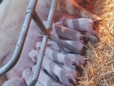 Stravične fotografije: Umjesto eutanazije, klali svinje Stravične fotografije: Umjesto eutanazije, klali svinje