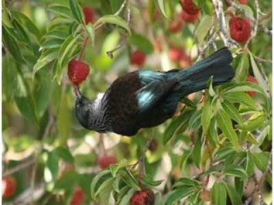 Sa terena - šteta na voću