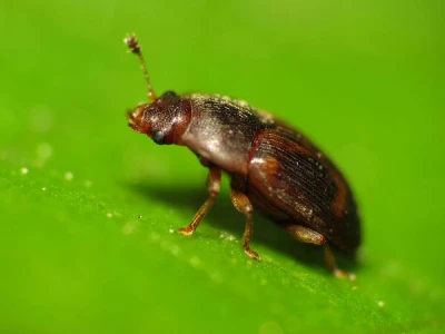 Stelidota geminata