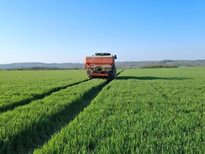 strna žita