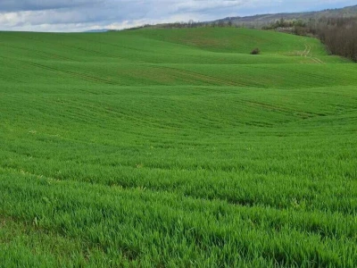 strna žita