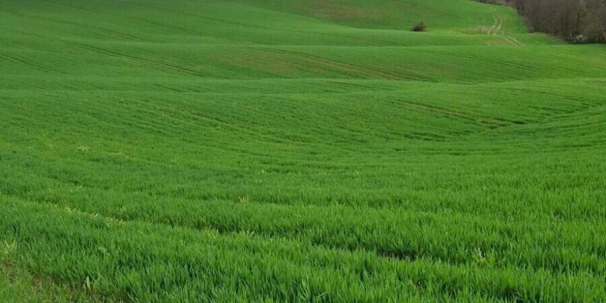 polje mlade p&scaron;enice 