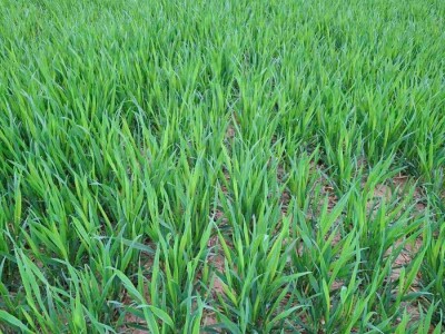 strna žita strna žita