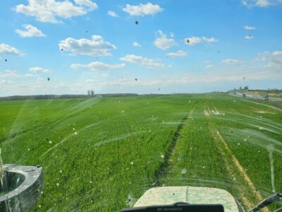 strna žita strna žita