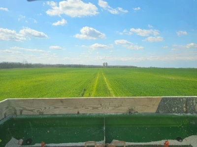 strna žita