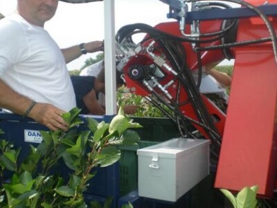 Stroj za branje aronije