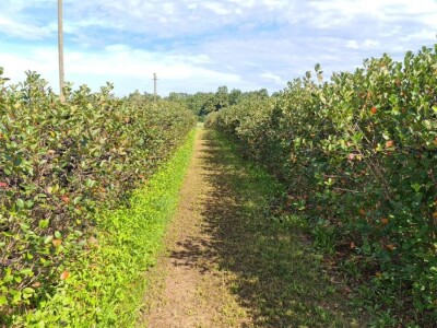 Strojna berba aronije