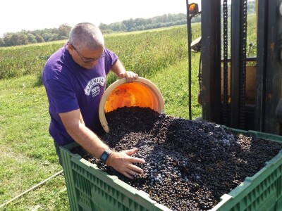 Strojna berba aronije