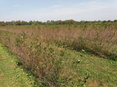 Strojna berba aronije