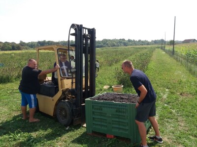 Strojna berba aronije