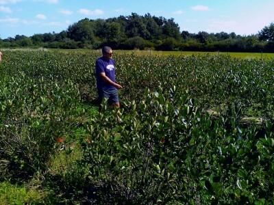 Strojna berba aronije