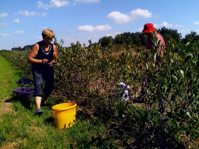 Strojna berba aronije