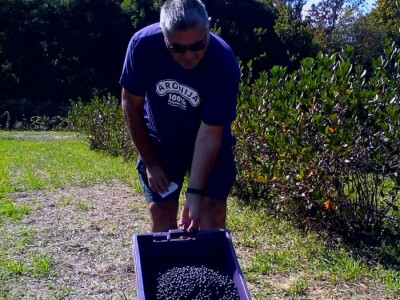 Strojna berba aronije