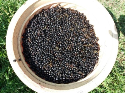 Strojna berba aronije