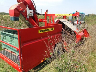 Strojna berba aronije