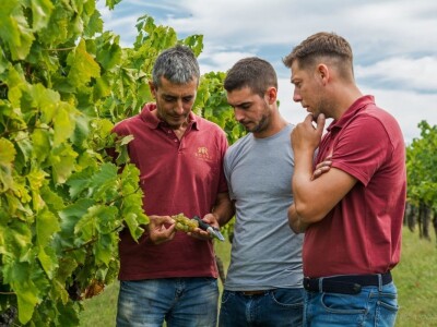 Strojno branje grožđa