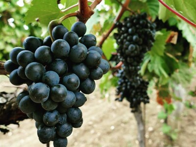 Strojno branje grožđa