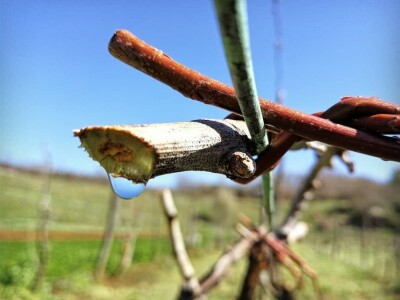 Strojno branje grožđa