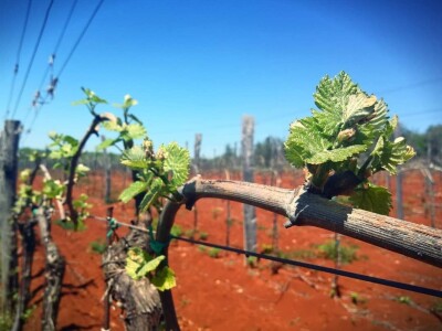 Strojno branje grožđa