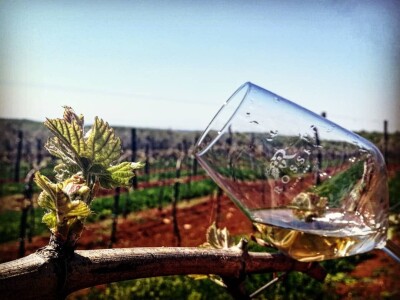 Strojno branje grožđa