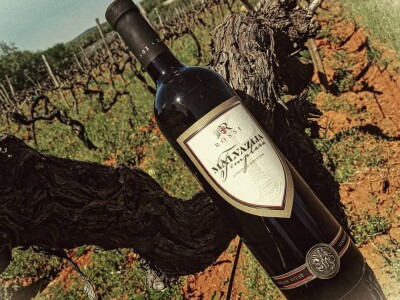 Strojno branje grožđa