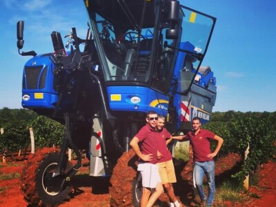 Strojno branje grožđa