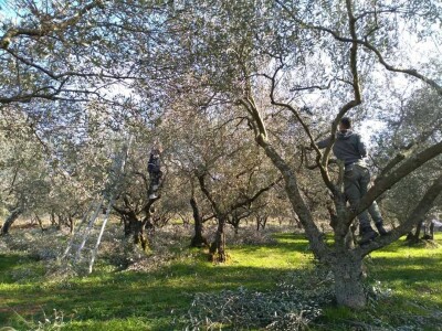 Strojno branje grožđa