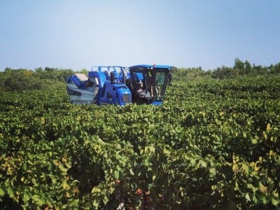 Strojno branje grožđa