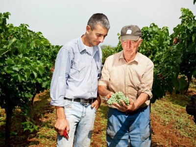 Strojno branje grožđa