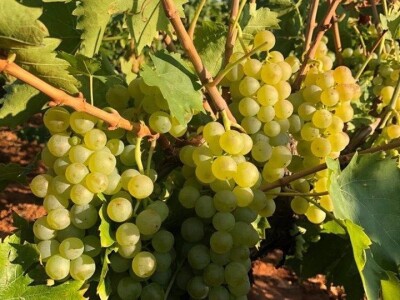 Strojno branje grožđa