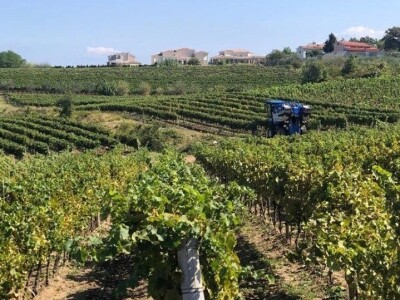 Strojno branje grožđa