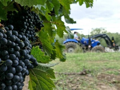Strojno branje grožđa