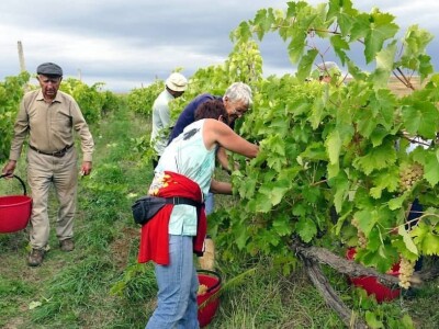 Strojno branje grožđa
