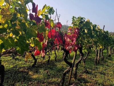 Strojno branje grožđa