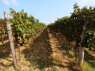 Strojno branje grožđa