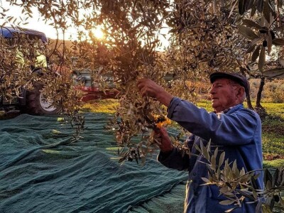 Strojno branje grožđa