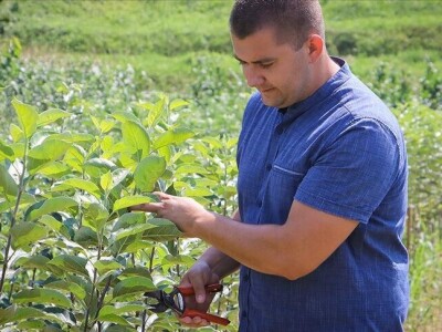 Stručni priručnik "Kalemljenje voća - 100 zašto i 100 zato"