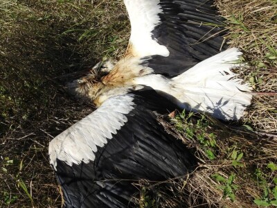 Struja ubila jato belih roda kod Paraćina
