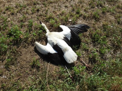 Struja ubila jato belih roda kod Paraćina