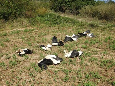 Struja ubila jato belih roda kod Paraćina