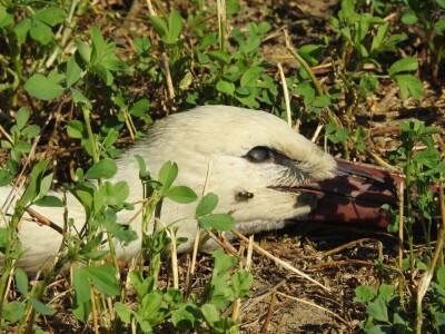 Struja ubila jato belih roda kod Paraćina