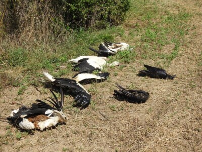 Struja ubila jato belih roda kod Paraćina